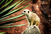 Virginia Zoo-003