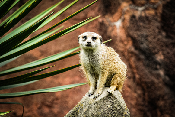 Virginia Zoo-001