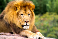 Virginia Zoo-009