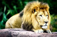 Virginia Zoo-026