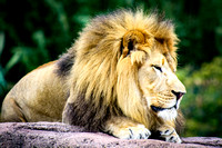 Virginia Zoo-028
