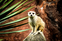 Virginia Zoo, Norfolk VA